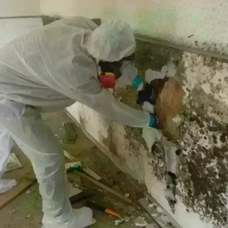 Mold Remediation and Removal in Broussard, LA